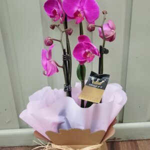 Phalaenopsis Orchid