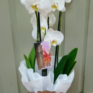 White Phalaenopsis Orchid