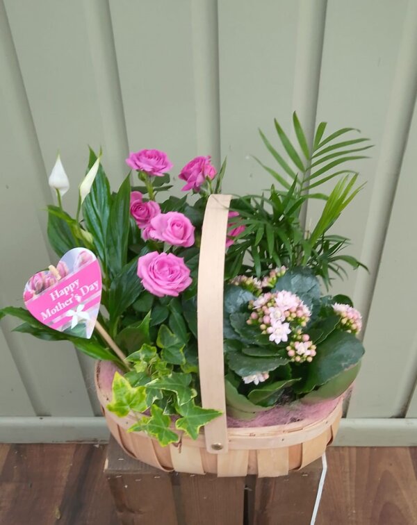 mothers day planted basket mothers day planted basket