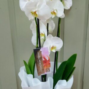 White Phalaenopsis Orchid