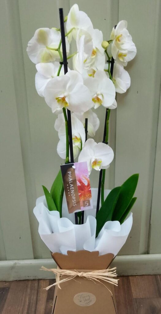 White Phalaenopsis Orchid
