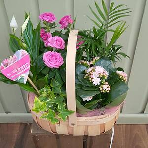 Indoor garden basket planted with mixed indoor plants