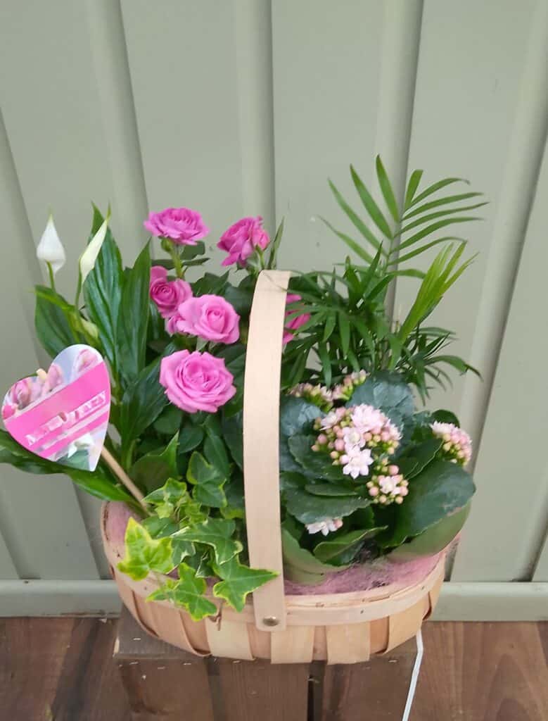 Indoor garden basket planted with mixed indoor plants