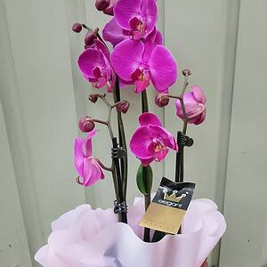 Pink phalaenopsis orchid