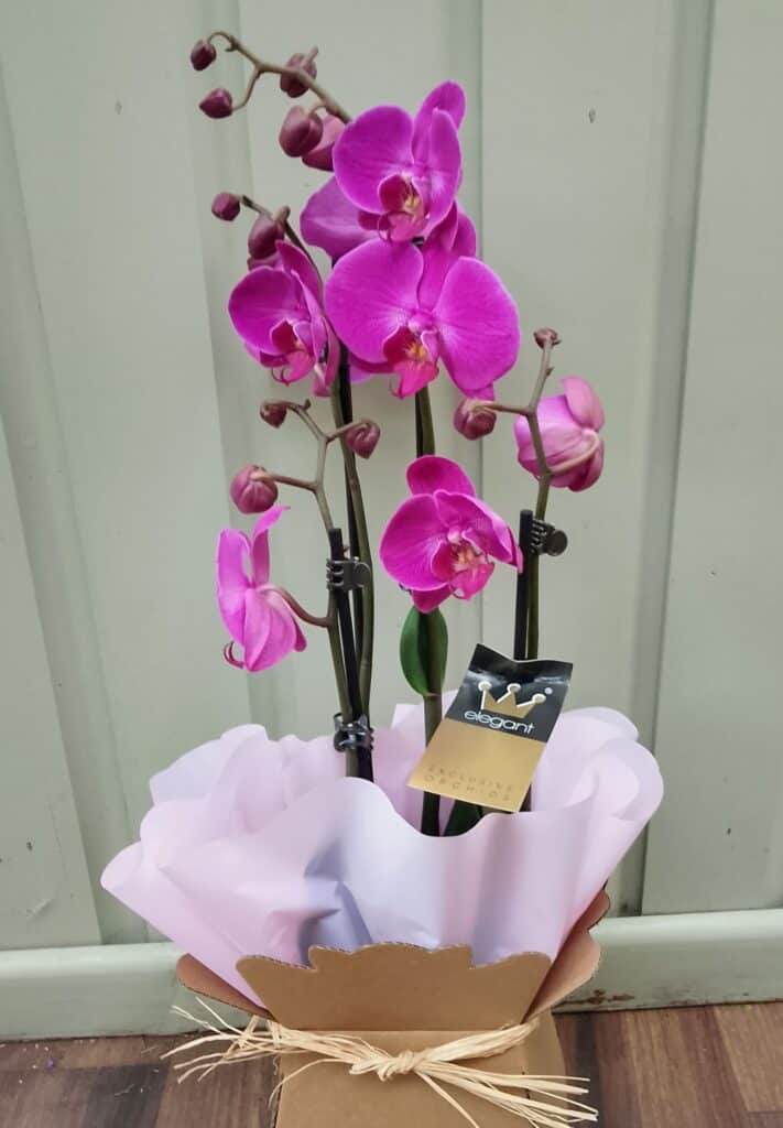 Pink phalaenopsis orchid